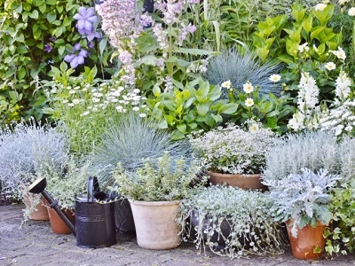 Цветочные горшки… летят на юг: готовим растения к холодам