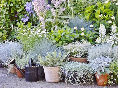 Цветочные горшки… летят на юг: готовим растения к холодам